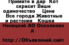 Примите в дар. Кот скрасит Ваше одиночество. › Цена ­ 0 - Все города Животные и растения » Кошки   . Ненецкий АО,Осколково д.